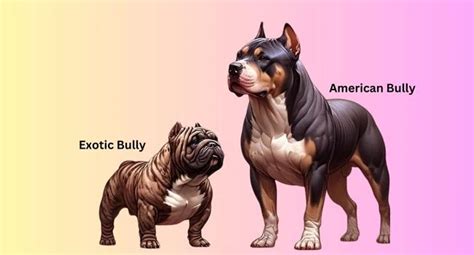 exotic pocket bully complete guide