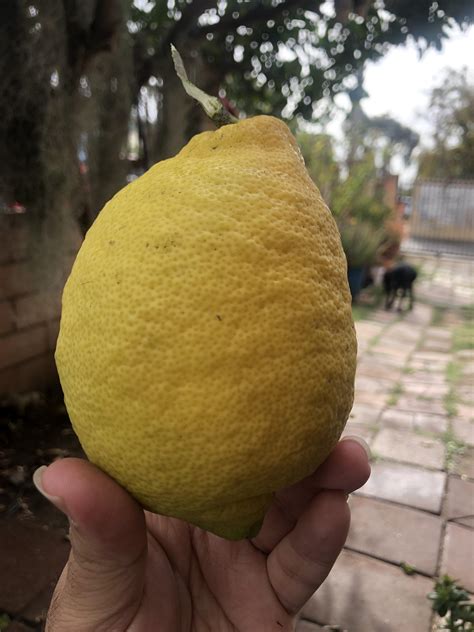 big lemon  tree rlemon