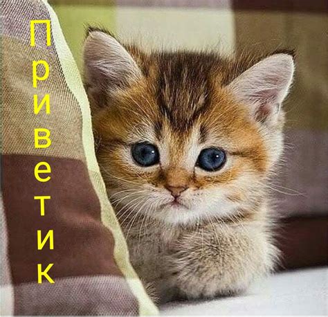 Pin by Наталья on Четверг | Baby cats, Cute cats, Cats