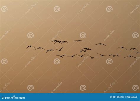 Silhouette of a Flock of Birds Flying in the Sky at Sunset Stock Image ...