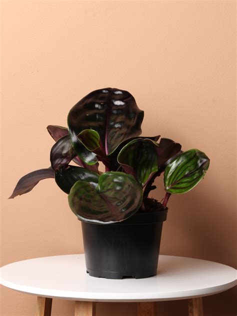 Medium Geogenanthus 'ciliatus' - Prodahingplants