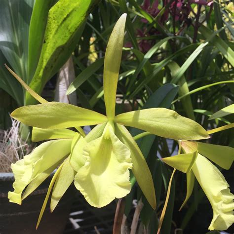 Cattleya June — Palmer Orchids