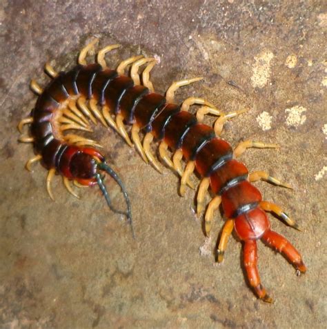 A Lacraia É Venenosa - Lacraia Gigante Venenosa | Mundo Ecologia