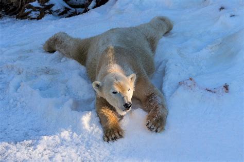 Download Lying Down Winter Snow Animal Polar Bear HD Wallpaper