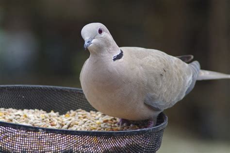 Ringneck Dove: Know Everything About Them | Pets Nurturing