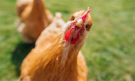 O Que Significa Sonhar Com Galinha Segundo A Bíblia - O que significa Sonhar com Galinha segundo a Bíblia?