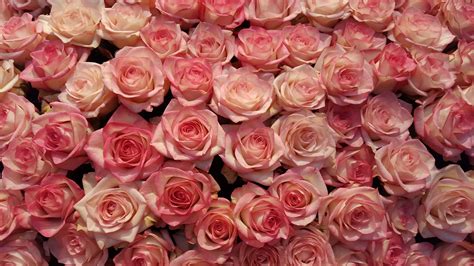 Images Gratuites : fleur, pétale, Floraison, rose rose, Fleuriste ...