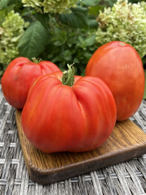 Tomatinсa.ru – Эксклюзивные коллекционные сорта томатов