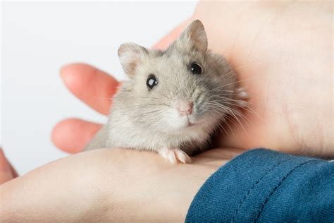best hamster making noise at home 3