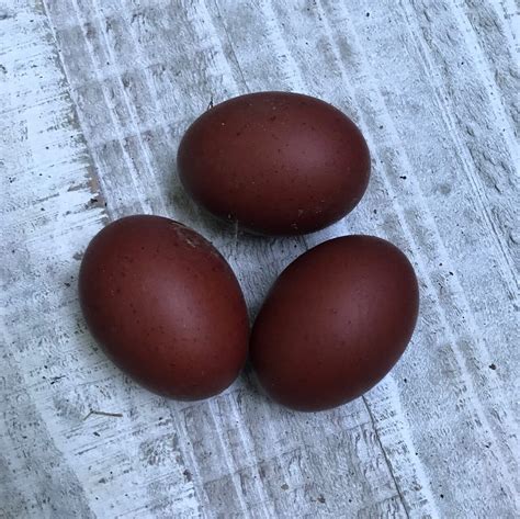 Black Copper Marans Hatching Eggs - Farm Store - Sadie-Girl Farm