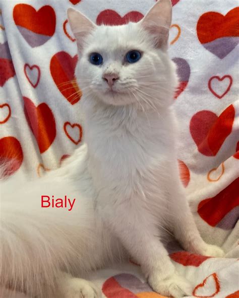 A rare pet at erie humane society is waiting for a home 37