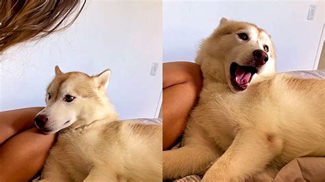 Cão da raça husky siberiano responde como ele intimidaria um meliante e