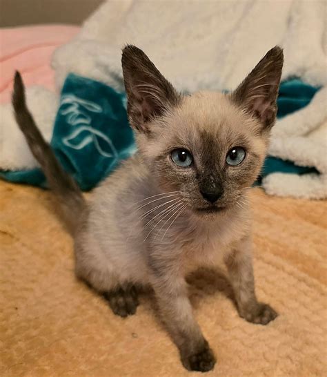 Friends of... - Friends of Jackson County Animal Shelter pets