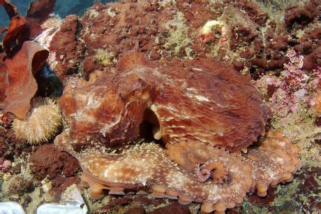 30 Enteroctopus Stock Pictures, Editorial Images and Stock Photos ...