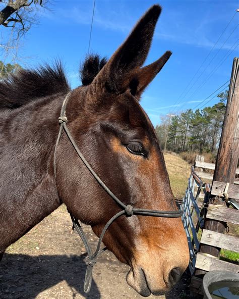 A Beginner's Guide To Breeding Mules: When A Horse And Donkey Mate