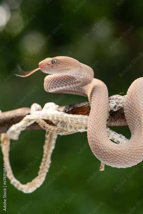 Trimeresurus purpureomaculatus is a venomous pit viper species native ...