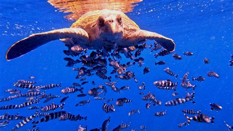My sister caught picture of a turtle off the coast of Madeira. Anyone