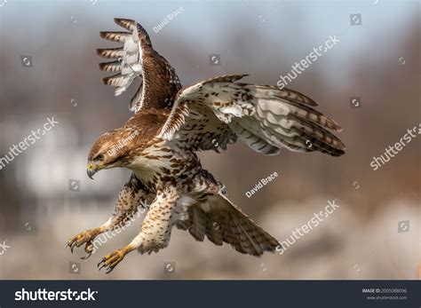 hawk background images stock  vectors shutterstock