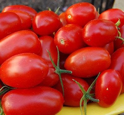 Томат Каскад рубиновый (0,05 гр) l Русские Семена - интернет-магазин.