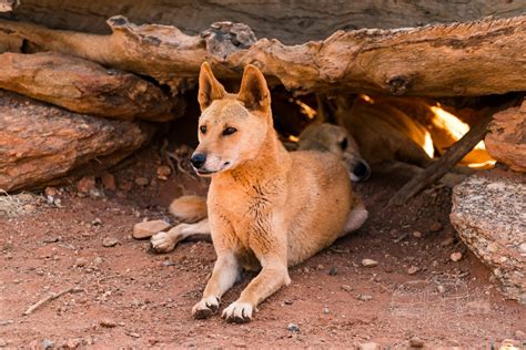alice springs desert park    zoo angelica ladino