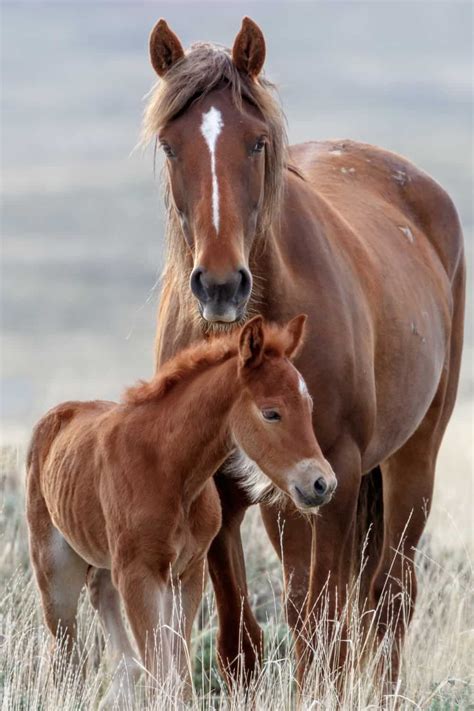 American Paint Horse, American Quarter Horse, Baby Horses, Wild Horses ...