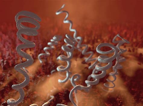 Treponema Pallidum Bacteria Photograph by Hipersynteza - Pixels