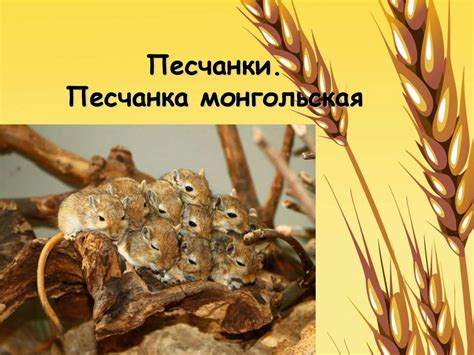 Песчанки. Песчанка монгольская - презентация онлайн