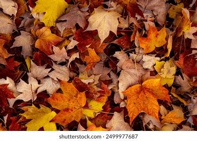autumn leaves maple trees autumn fall stock photo  shutterstock