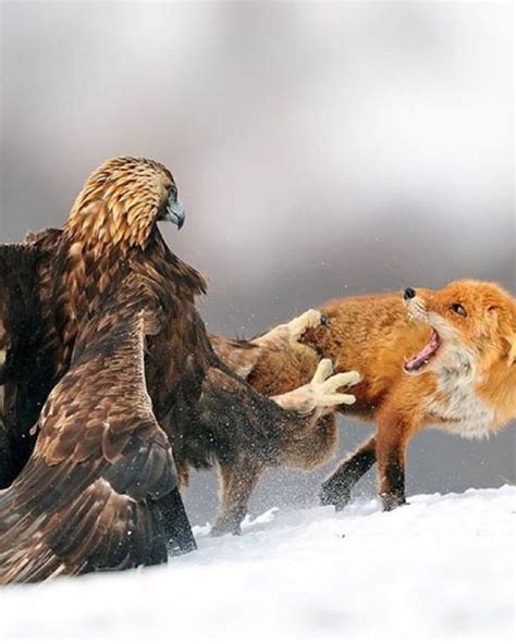 wild animals uldissprogis