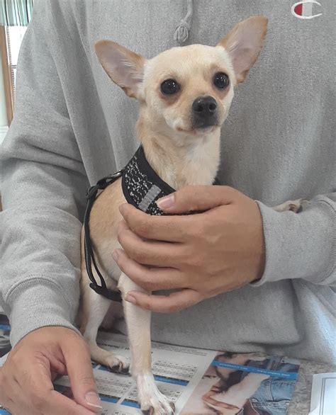 Significant upgrades are coming to the linwood animal hospital facilities 8