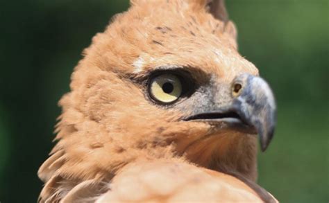 mata mata tajam satwa  taman safari indonesia bogor  foto