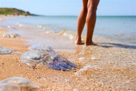 chto delat esli uzhalila meduza poshagovaya instruktsiya ot eksperta