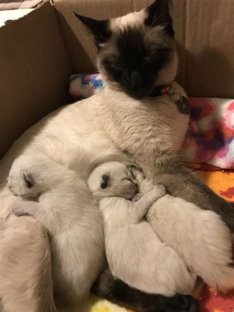 7 Special Tips for Taking Care of Ragdoll Kittens | Siamese cats
