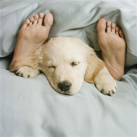 how do you dog sleeping too much without vet 7
