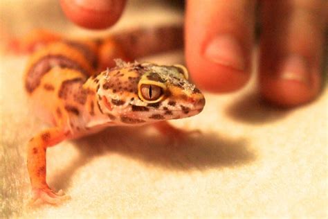 How to Care for a Leopard Gecko | Avian & Exotic Animal Hospital of ...