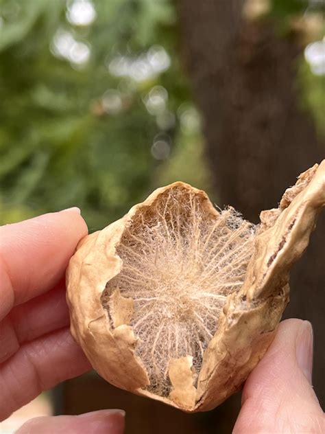 Oak trees have these growing on them & dropping off. : r/gardening