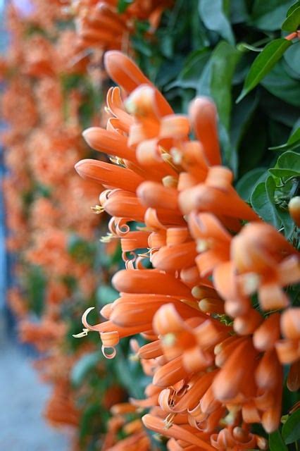 potret bunga foto gratis  pixabay pixabay