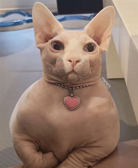 Cute Little Animals, Cute Funny Animals, Funny Cats, Cute Dogs, Fat ...