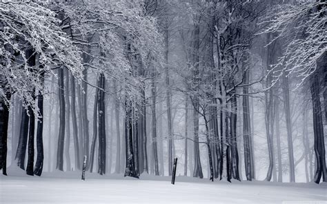 Winter Forest 4K Wallpapers - Top Free Winter Forest 4K Backgrounds ...