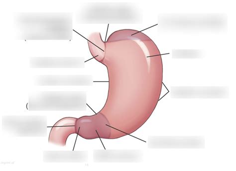 stomach labeling diagram quizlet