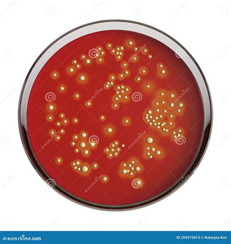 Staphylococcus Aureus Agar