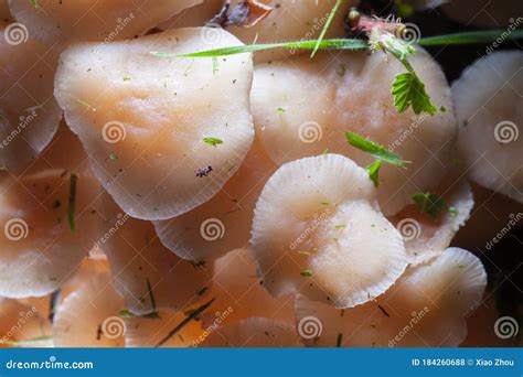 Armillaria - Honey Mushroom Stock Photo - Image of grow, organic: 184260688