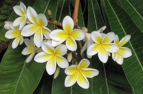 Gelsomino - Jasminum polyanthum - Jasminum polyanthum - Rampicanti ...