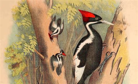 Ivory Billed Woodpecker 2024 - Reeva Celestyn