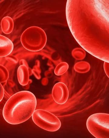 Trimetazidine - BodyFreq.com