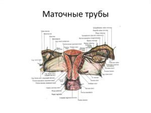 Маточная труба. Маточные трубы - строение и функции - Лечение