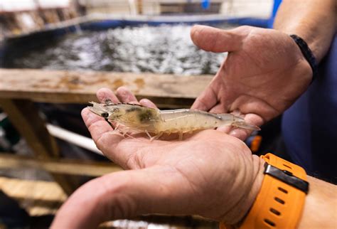 Saltwater Shrimp Farming In Tanks