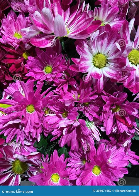 Pretty Pink and White Daisy Flowers for Valentine S Day Stock Photo