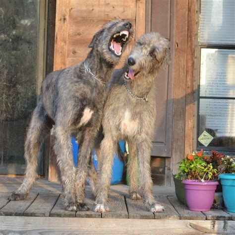 Size Comparison Wolf And Irish Wolfhound - Sticker Pictures
