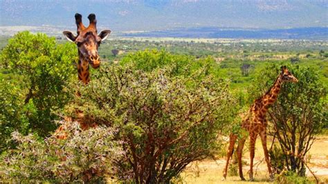 Free Images : water, nature, animal, wildlife, wild, africa, mammal ...